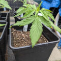 Teaser wietdocu 'The Culture High'