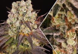 Purple Punch x Lemon Drizzle