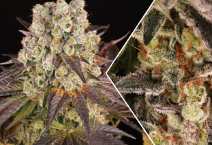 Purple Punch x Lemon Drizzle