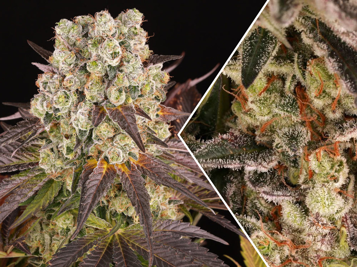 Purple Punch x Lemon Drizzle