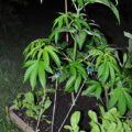 Vette trailer! Snoop & Wiz <i>on the high road</i>