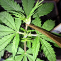 Vette trailer! Snoop & Wiz <i>on the high road</i>