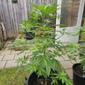 Doe jezelf een lol en hotbox je hoofd