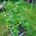 Doe jezelf een lol en hotbox je hoofd