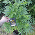 Zo stoned als Cheech & Chong