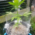 De beste anti-War on Drugs speech ooit