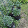 Doe jezelf een lol en hotbox je hoofd