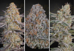 Super Lemon Haze x RS11