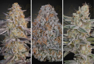 Super Lemon Haze x RS11