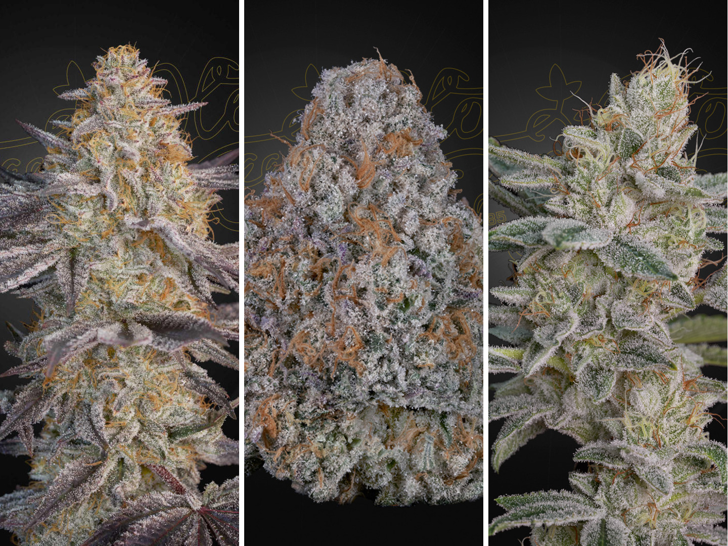 Super Lemon Haze x RS11