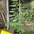 De beste anti-War on Drugs speech ooit